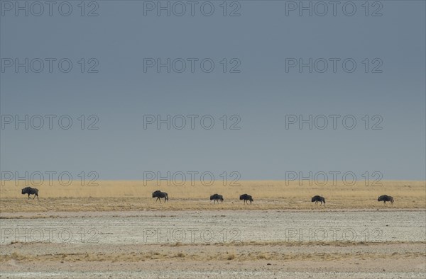 Blue wildebeests