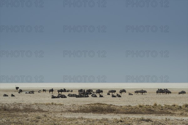 Blue wildebeests