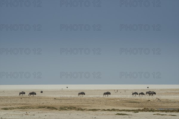 Blue wildebeests