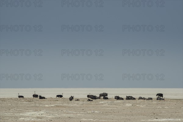 Blue wildebeests