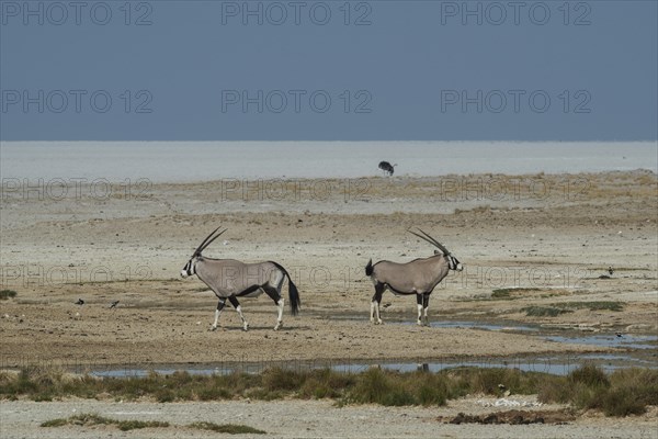 Oryx antelopes