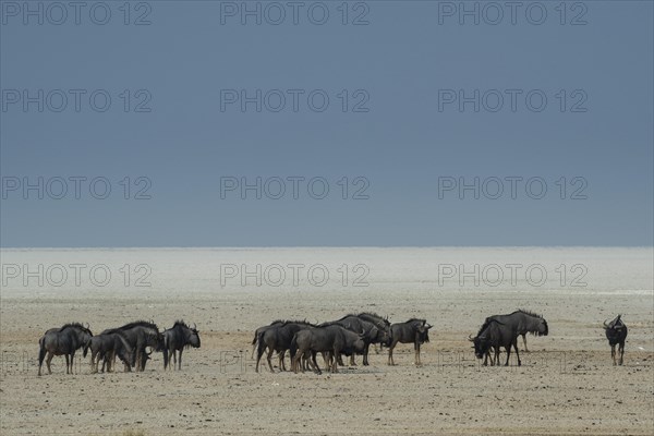 Blue wildebeests