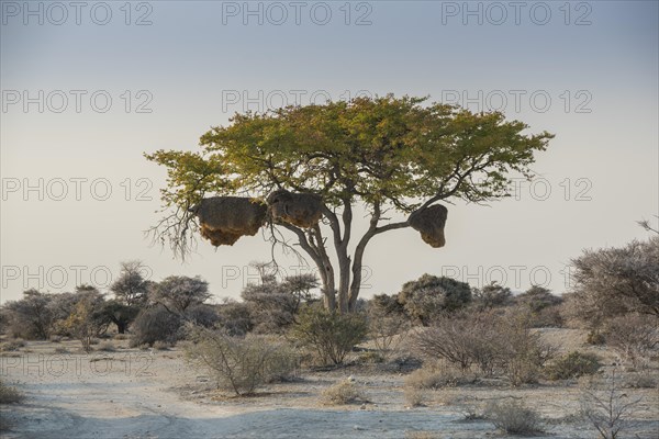 Tree with nest of boiling weaver birds