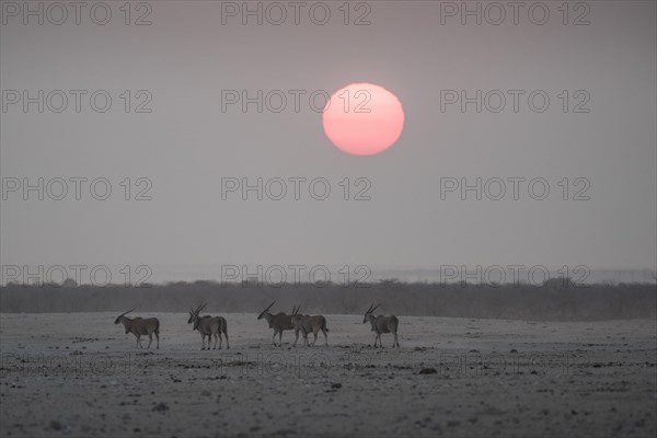 Sunset over the Etosha Pan with common elands