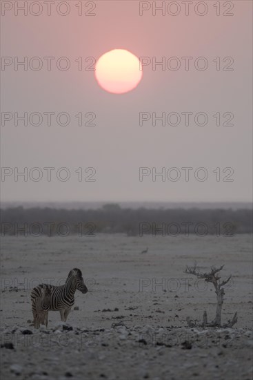 Sunset over the Etosha Pan with plains zebras