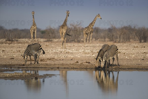 Landscape in Etosha National Park with mountain zebras