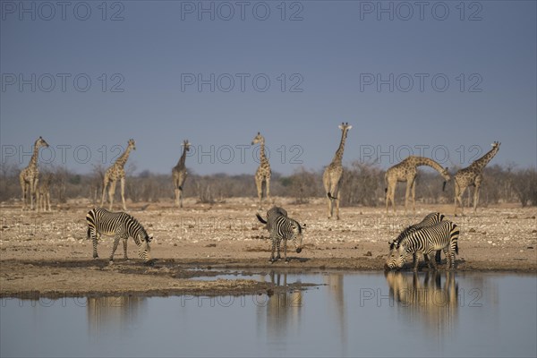 Landscape in Etosha National Park with mountain zebras