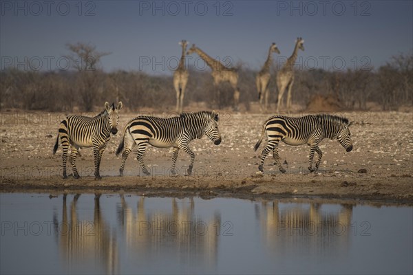 Landscape in Etosha National Park with mountain zebras