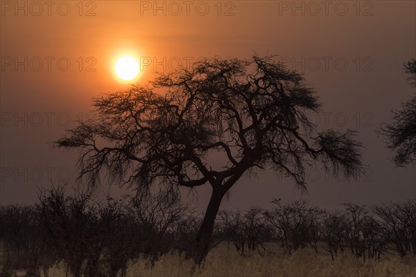 Sunset over the Etosha Pan with camelthorn tree