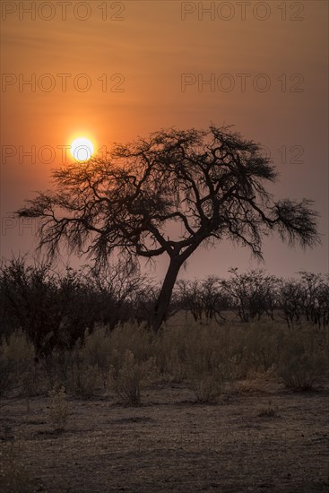 Sunset over the Etosha Pan with camelthorn tree