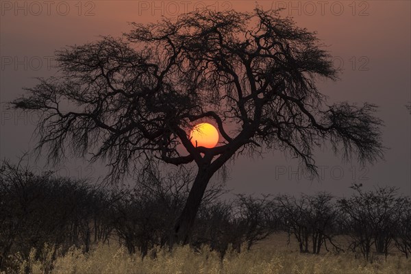 Sunset over the Etosha Pan with camelthorn tree