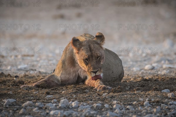 A lioness