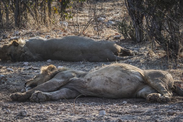 Lions