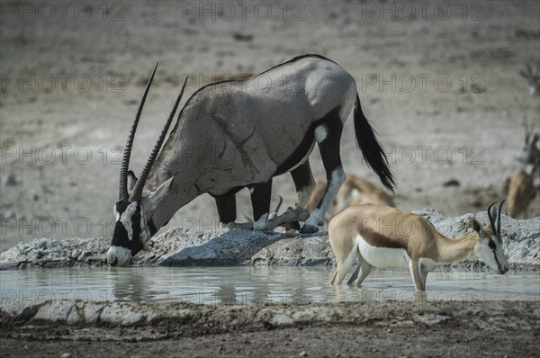 Oryx antelope