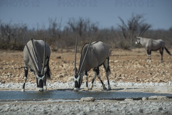 Oryx antelopes