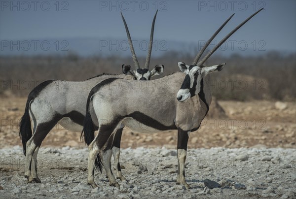 Oryx antelopes