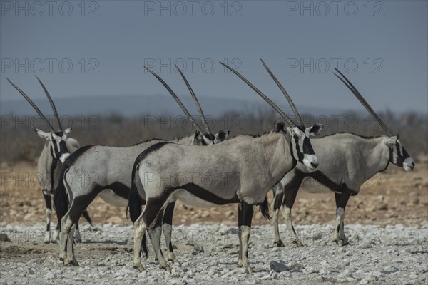 Oryx antelopes