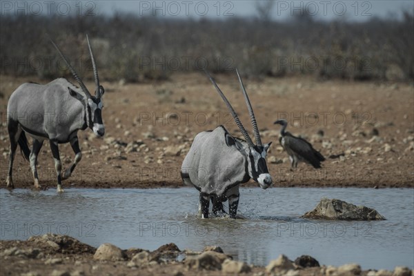 Oryx antelopes