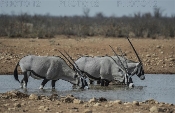 Oryx antelopes