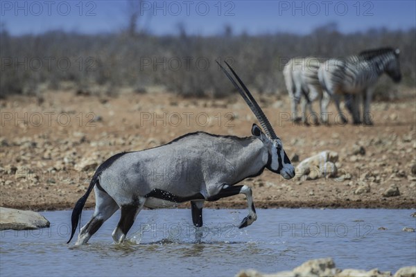 Oryx antelope