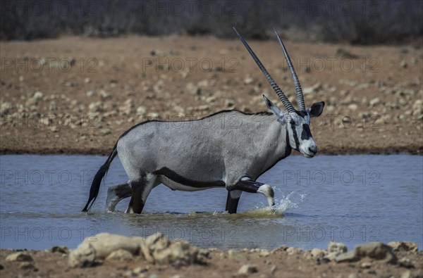 Oryx antelope