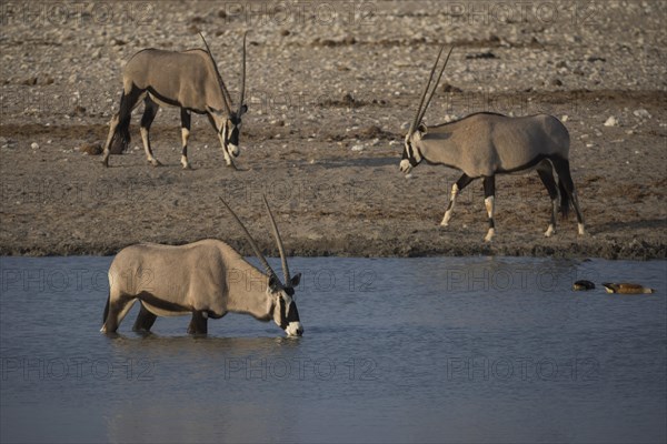 Oryx antelopes