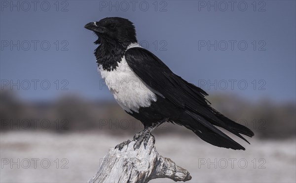 Pied crow