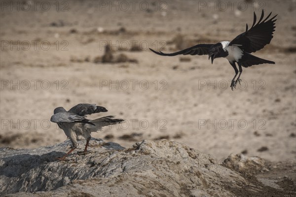 A pied crow