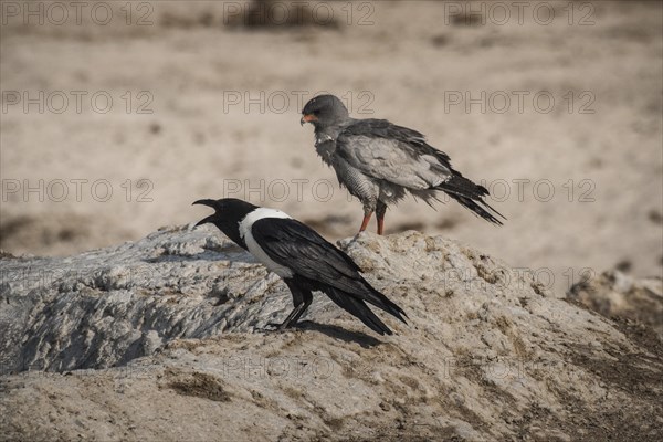 Pale grey-winged goshawk or white-rumped song goshawk