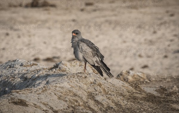 Pale grey-winged goshawk or white-rumped singing goshawk