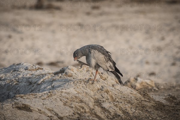 Pale grey-winged goshawk or white-rumped singing goshawk