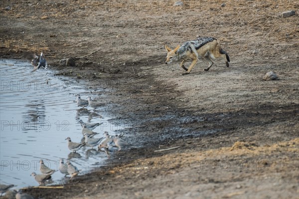 Black-backed jackal