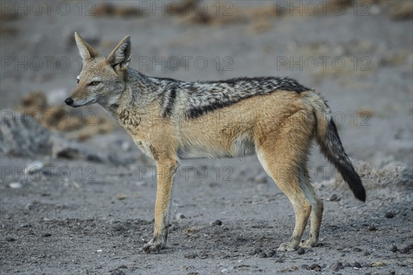 Black-backed jackal