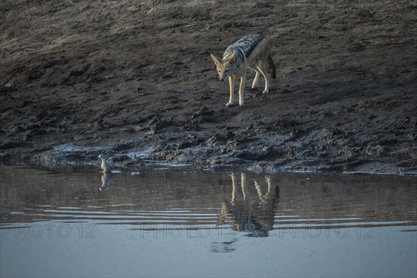 Black-backed jackal