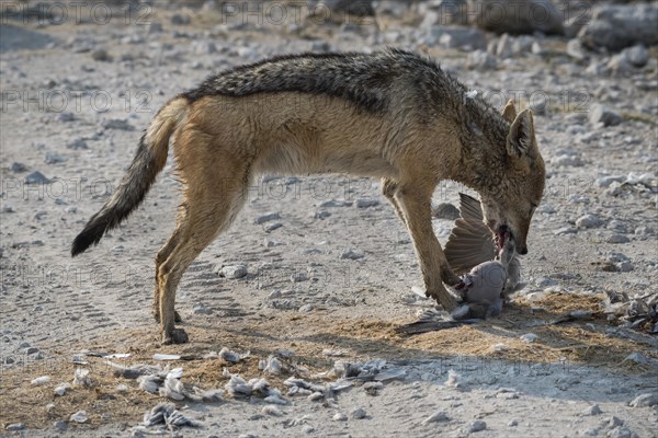 Black-backed jackal