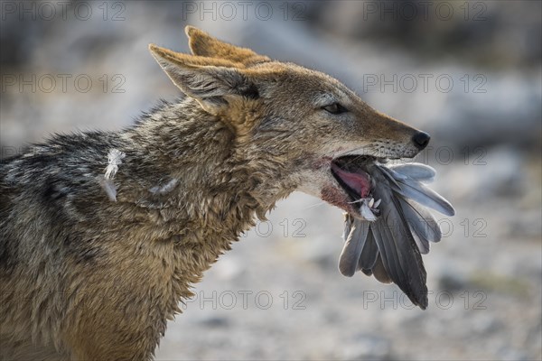 Black-backed jackal