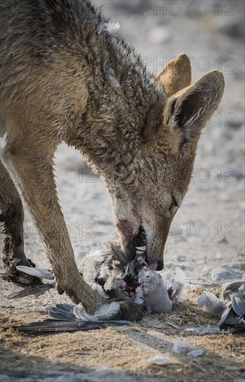 Black-backed jackal