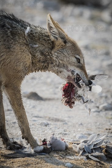 Black-backed jackal