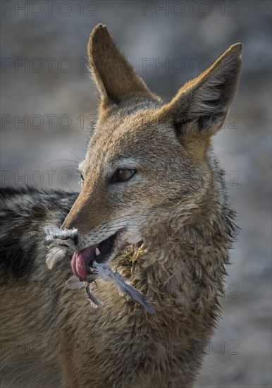 Black-backed jackal