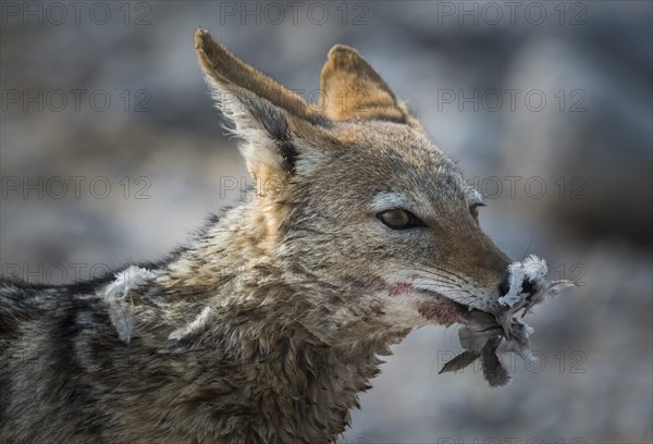 Black-backed jackal