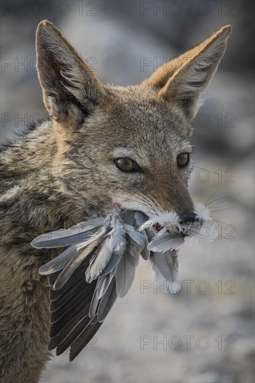 Black-backed jackal