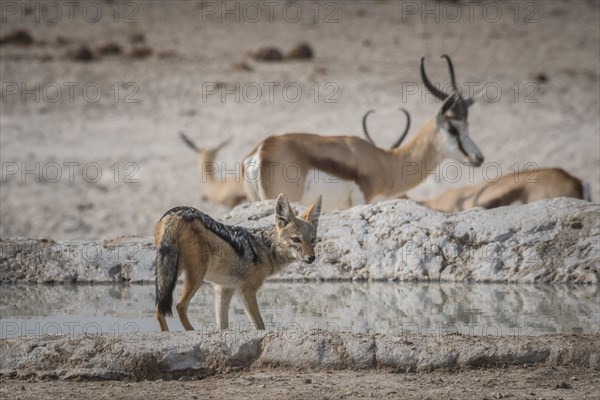 Black-backed jackal