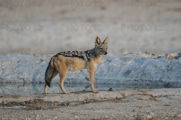 Black-backed jackal