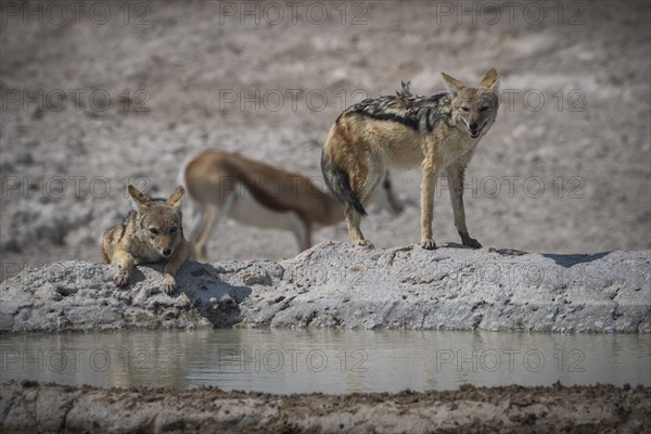 Black-backed jackals