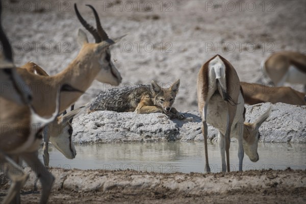 Black-backed jackal