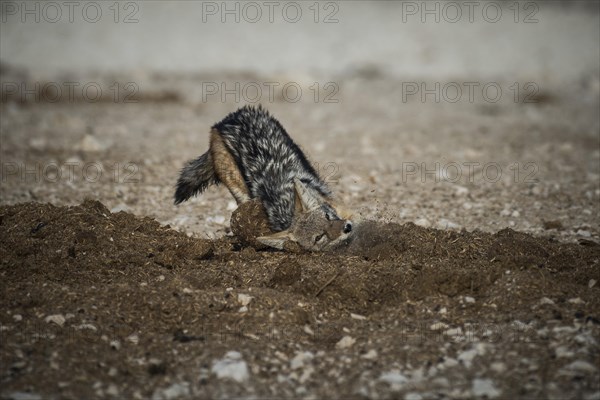 Black-backed jackal