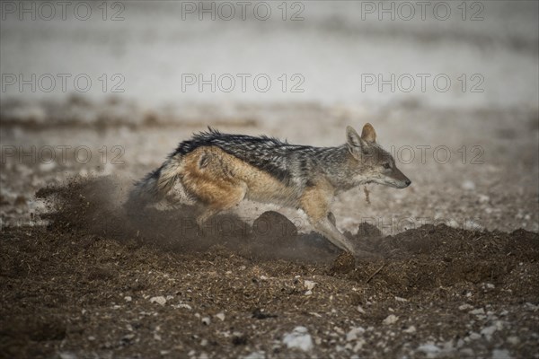 Black-backed jackal