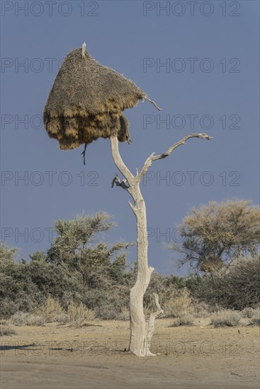 Community nest of settling weavers