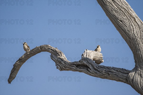 Sociable weaver