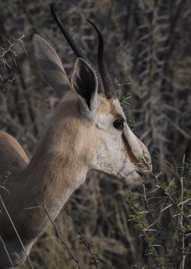 A springbok